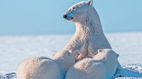 Majestic Polar Bears in Serene Snowy Landscape wallpaper