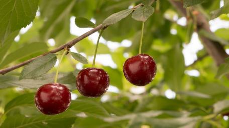 Vibrant Sour Cherries on the Tree wallpaper