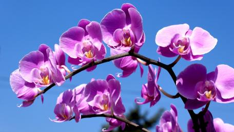Stunning Purple Orchids Against a Clear Blue Sky wallpaper