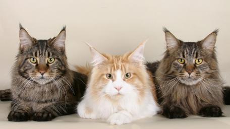 Majestic Maine Coons Gathered Together wallpaper