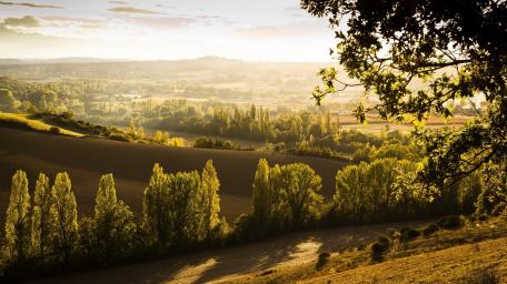 Serene Golden Landscape at Dusk wallpaper