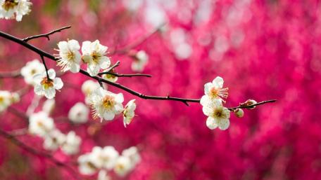 Spring Serenity in Blooming Branches wallpaper