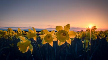 Golden Daffodils Against a Spring Sunset wallpaper
