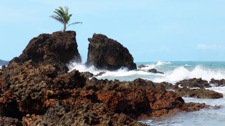 Serene Coastal Escape with Palm Tree wallpaper