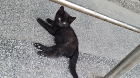 Playful Black Kitten Relaxing on the Floor wallpaper