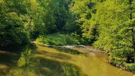 Lush Greenery and Calm Waters in Nature's Embrace wallpaper