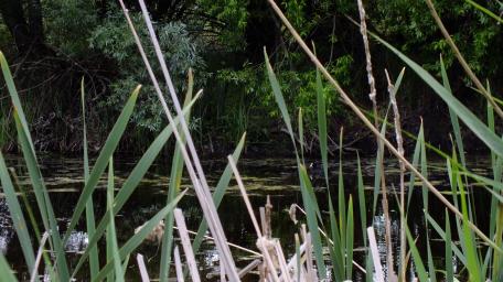 Pond and reed wallpaper
