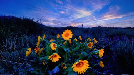 Golden Blooms at Twilight wallpaper