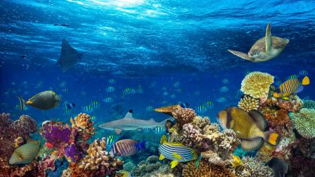Ocean life wallpaper