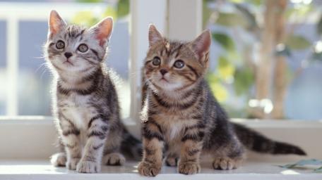 Adorable Kittens Captivating Attention wallpaper