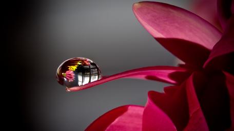 Delicate Flower with Glimmering Drop Reflection wallpaper