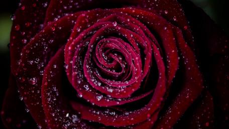 Red Rose with Dewdrops Beauty in Bloom wallpaper
