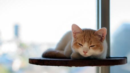 Sleepy Kitten on a Cozy Perch wallpaper