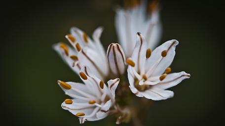 Delicate White Flower in Bloom wallpaper