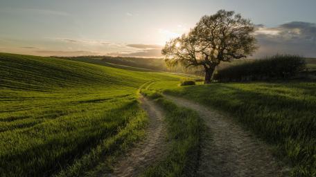 Serene Green Landscape with Winding Path wallpaper