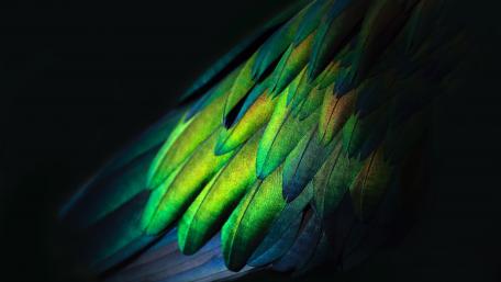 Vibrant Feathered Elegance wallpaper