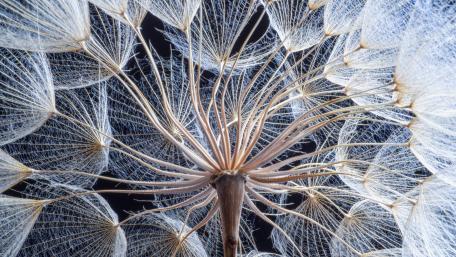 Inside a Dandelion with Seeds wallpaper