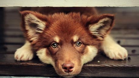 Finnish Lapphund puppy wallpaper