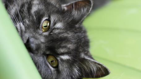 Mysterious Gaze of a Cat wallpaper