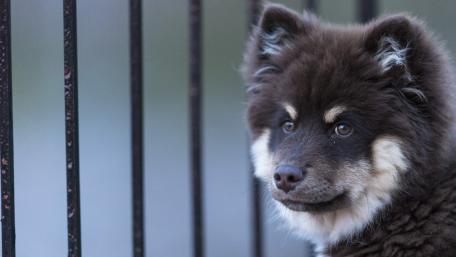 Cute Finnish Lapphund Puppy Near Bars wallpaper