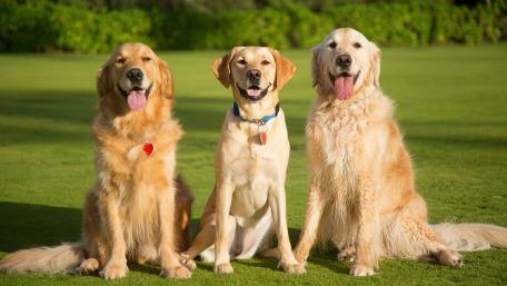 Joyful Golden Retrievers in a Lush Green Field wallpaper