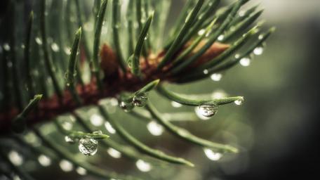 Pine Needles with Water Drops in Macro Detail wallpaper