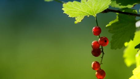 Vibrant Redcurrants on a Green Background wallpaper