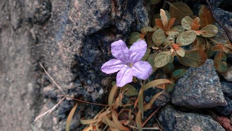 Delicate Purple Flower Amidst Rocky Soil wallpaper