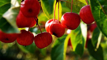 Vibrant Apples on a Tree Branch wallpaper