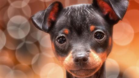 Charming Miniature Pinscher Close-Up Wallpaper wallpaper