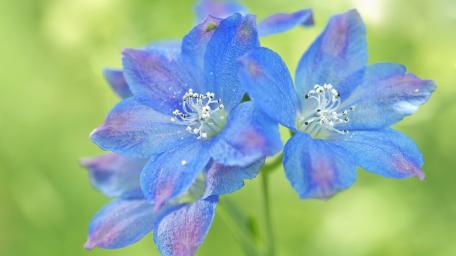 Beautiful Tranquil Blue Flowers in Nature Soft Background wallpaper