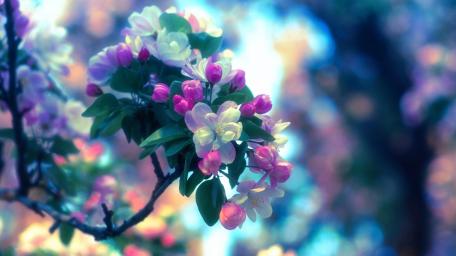 Romantic Blossoms in Ethereal Light wallpaper