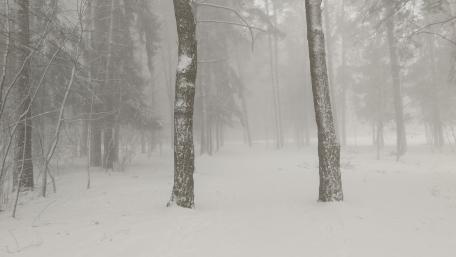 Silent Winter Wonderland in Snowy Forest wallpaper