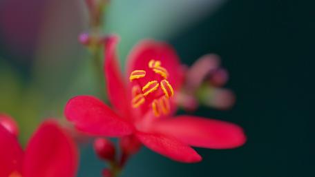 Stunning Red Flower Blossom in Soft Focus wallpaper
