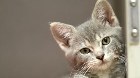 Adorable Gray Kitten Exploring Its Surroundings wallpaper