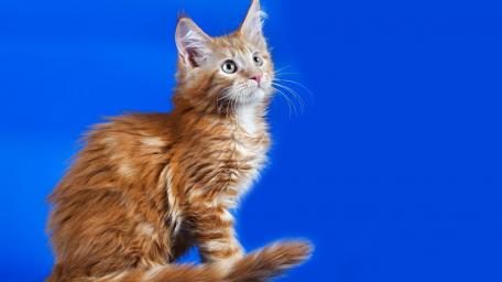 Ginger Cat Against a Vibrant Blue Background wallpaper