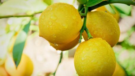 Vibrant Fresh Lemons on Branches wallpaper