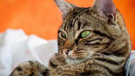 Playful Tabby Cat Relaxing in Soft Light wallpaper
