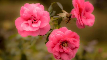 Pink Roses in Full Bloom for Your Space wallpaper