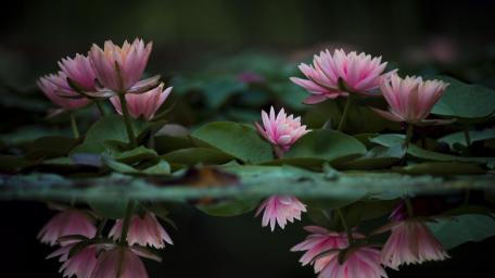 Serenity of Lotus Blossoms in Reflection wallpaper