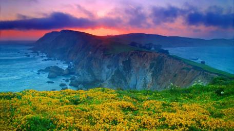 Golden Sunset Over Coastal Cliffs and Flowers wallpaper