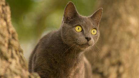 Mystical Gray Cat in Nature Scene wallpaper