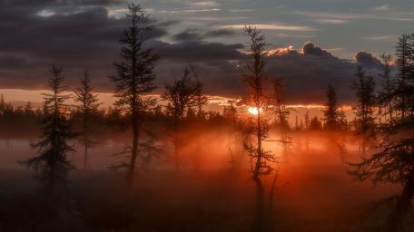 Misty Dusk in Nature's Embrace wallpaper