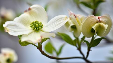 Delicate Dogwood Blossoms in Bloom wallpaper