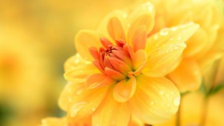 Bright Yellow Blooms in Soft Focus wallpaper