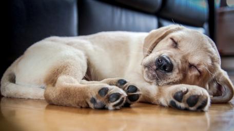 Golden Retriever puppy wallpaper