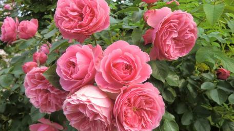 Elegant Pink Roses in Blooming Garden wallpaper
