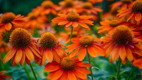 Vibrant Orange Echinacea Blooms for Your Space wallpaper