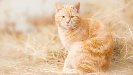 Ginger Cat Relaxing in Soft Hay wallpaper
