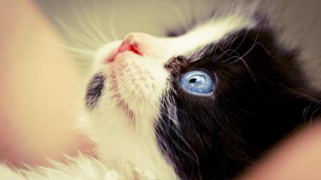 Curious Kitten with Striking Blue Eyes wallpaper